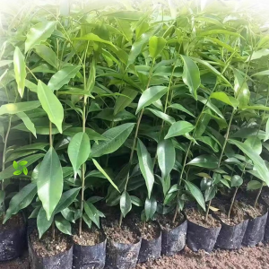 正宗沉香树苗奇楠沉香苗名贵树白木香奇楠苗珍贵药材海南沉香木苗 奇楠沉香原生苗90-100cm【10棵】 带土杯发货