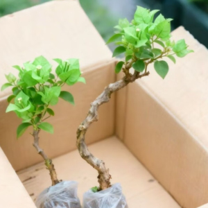 满柚春新品种勤花重瓣三角梅盆栽耐热耐寒庭院爬藤老桩树苗四季开花鲜花 爆品推荐【凤凰血】-四季爆花 小苗生枝条扦插-无纺布原土-花期99天